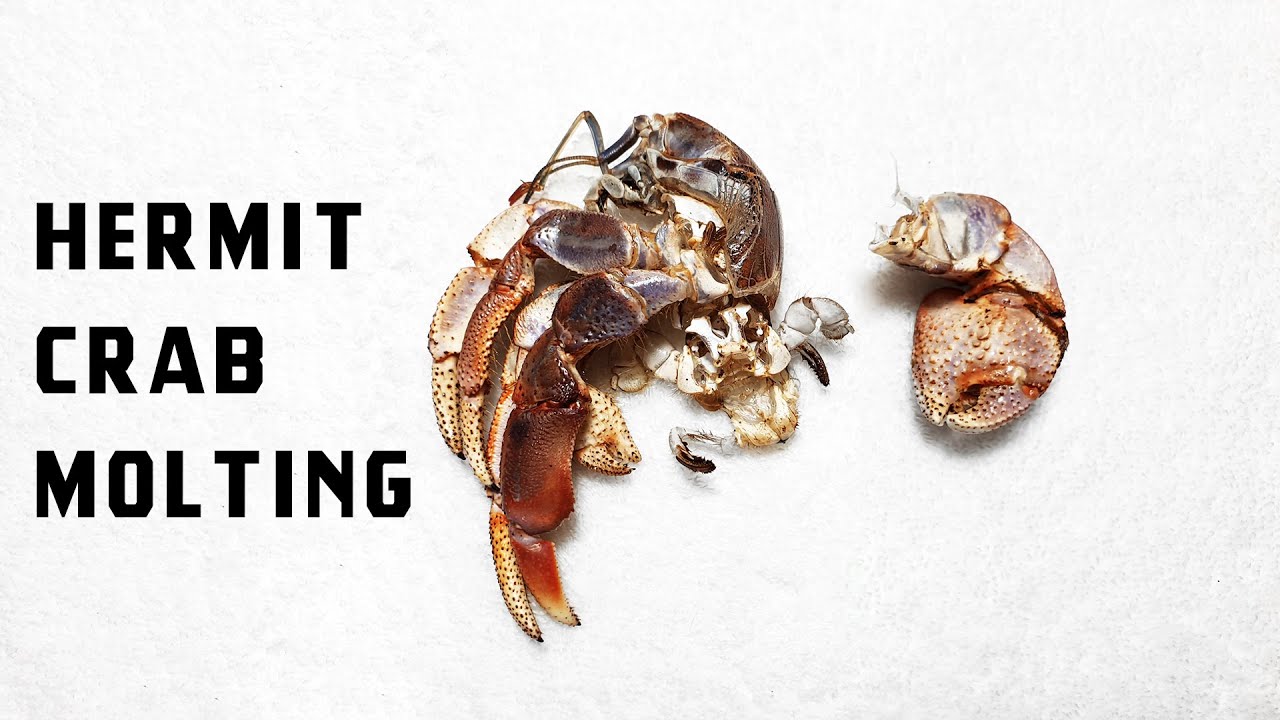 피피 소라게 탈피 생생한 현장 Purple Pincher Hermit Crab Molting - Youtube