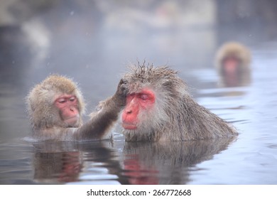 온천에서 눈이 오는 원숭이, 지고쿠다니, 일본 스톡 사진 266772668 | Shutterstock