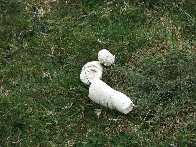 What Ever Happened To White Dog Poop So Popular In The 1970S? - Boing -  Boing Boing Bbs