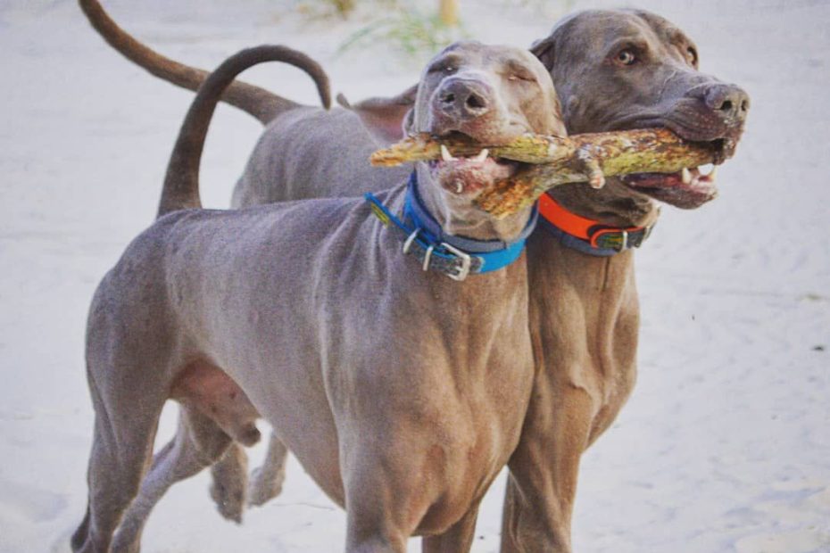 6 Reasons Why Two Dogs Are Better Than One