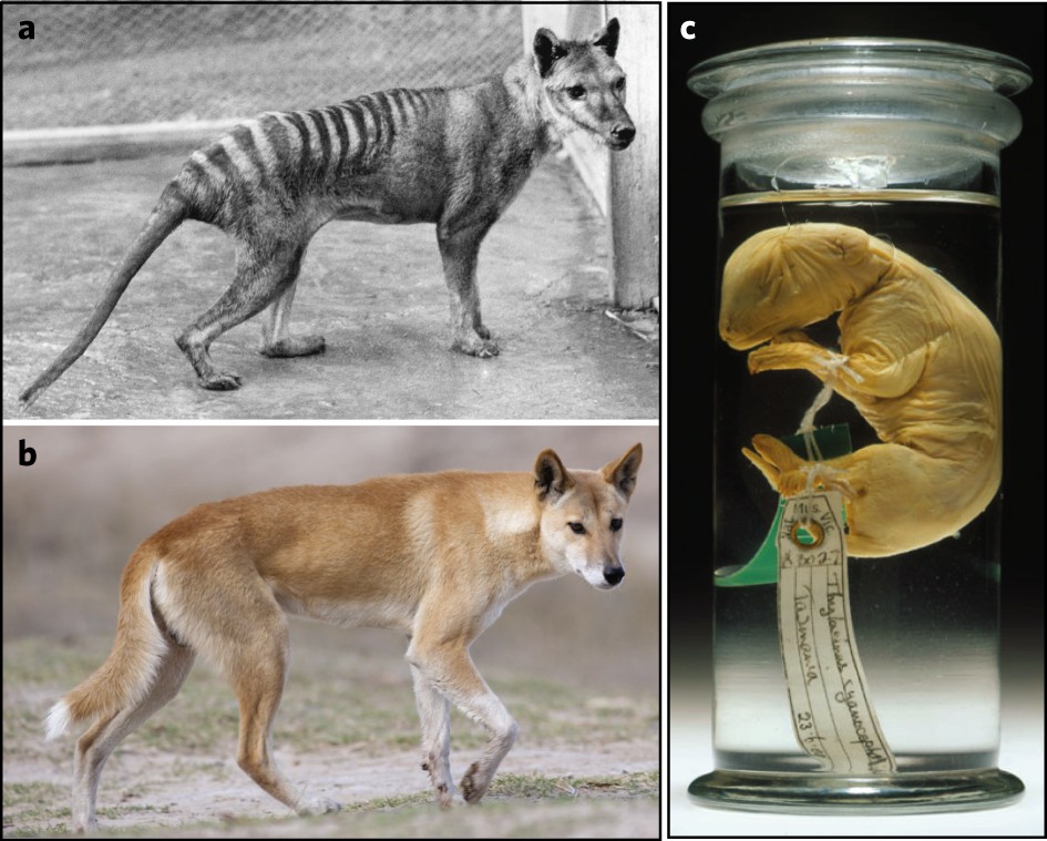 Genome Of The Tasmanian Tiger Provides Insights Into The Evolution And  Demography Of An Extinct Marsupial Carnivore | Nature Ecology & Evolution