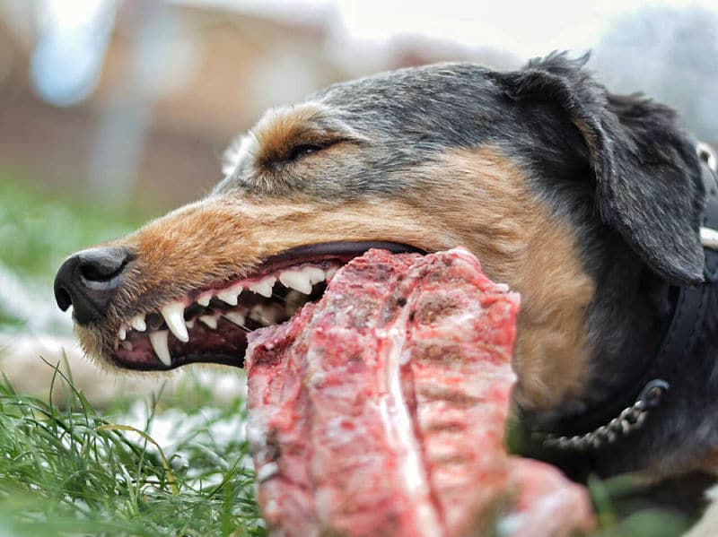 How To Safely Feed A Dog Bones | Dogs First