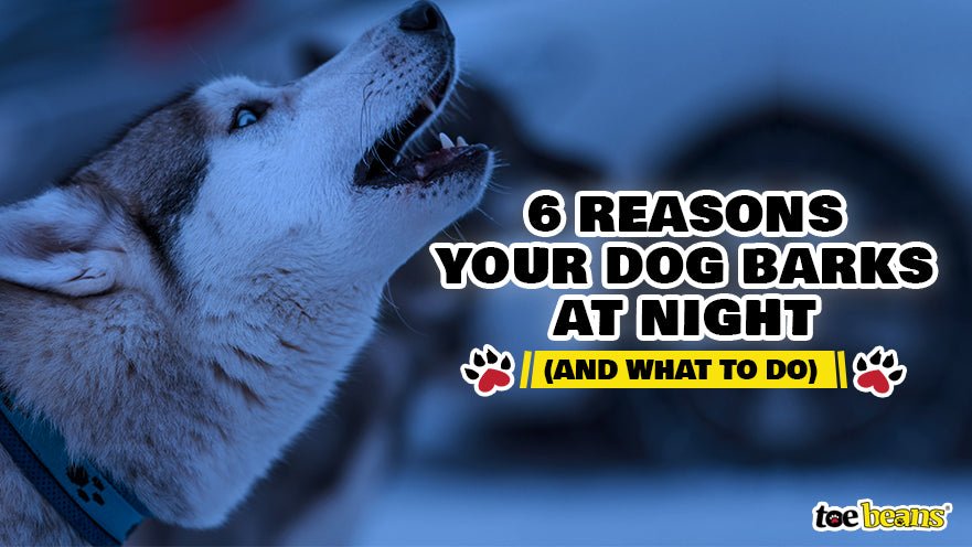 6 Reasons Your Dog Barks At Night (And What To Do) - Toe Beans