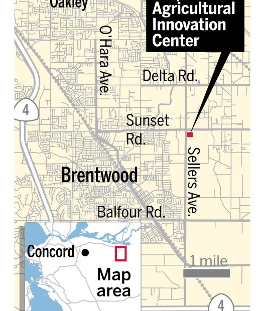 Brentwood U-Pick Capital Of The U.S.?: That'S The Aim As City Zones In On  Agriculture With New Center