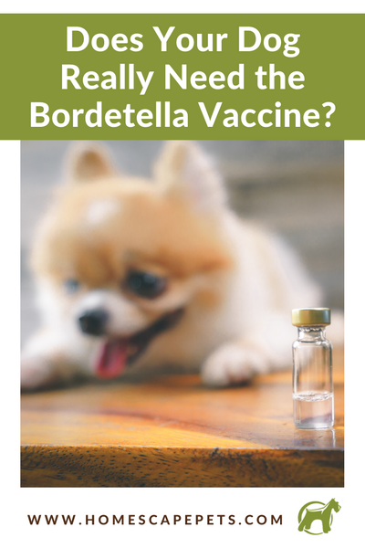 Does Your Dog Really Need The Bordetella Vaccine? – Homescape Pets