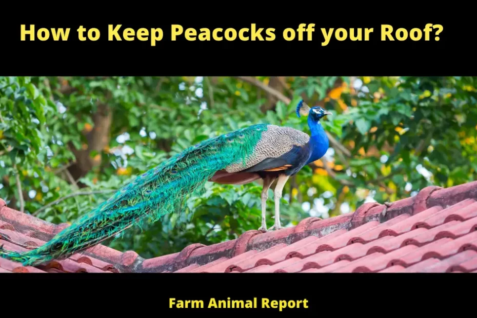 How To Keep Peacocks Off Your Roof?: **22 Solutions**