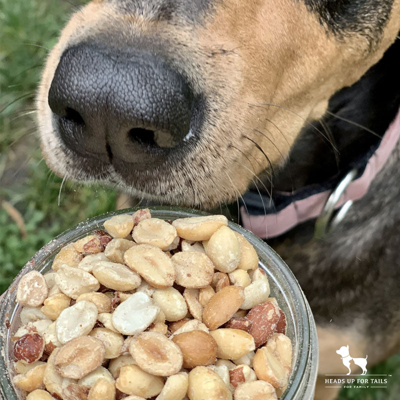 Can Dogs Eat Peanuts? Here'S Everything You Need To Know!