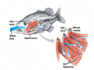 Respiration In Fish | Aquatic Respiration - How Do Fish Breathe In Water?