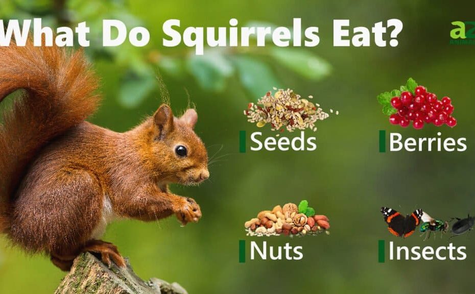 What Do Squirrels Eat? - Az Animals