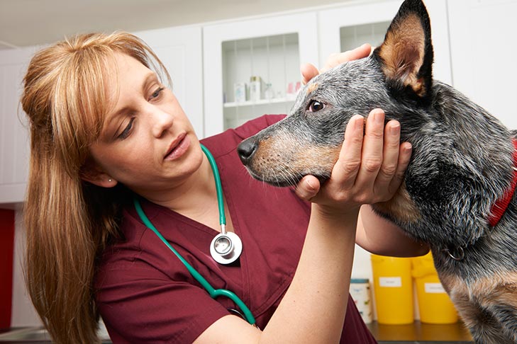 What To Do When You Can'T Afford Healthcare For Your Dog