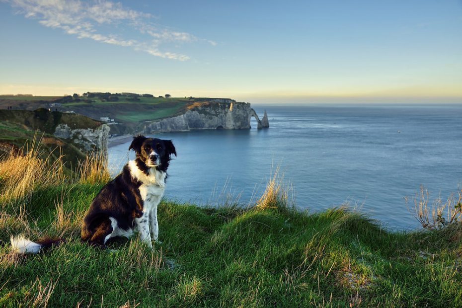 Taking A Dog To Ireland In 2023: Everything You Need To Know