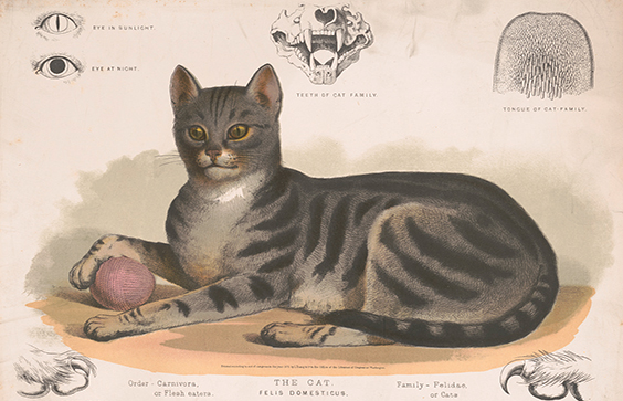 How Did Cats Become Domesticated? | Library Of Congress