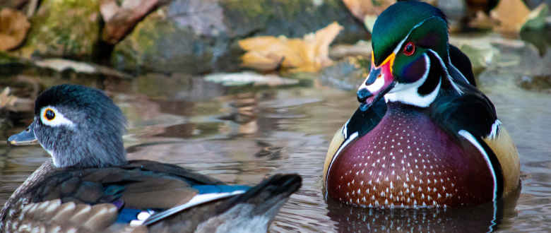 Is A Full Choke Good For Duck Hunting? - Waterfowlchoke
