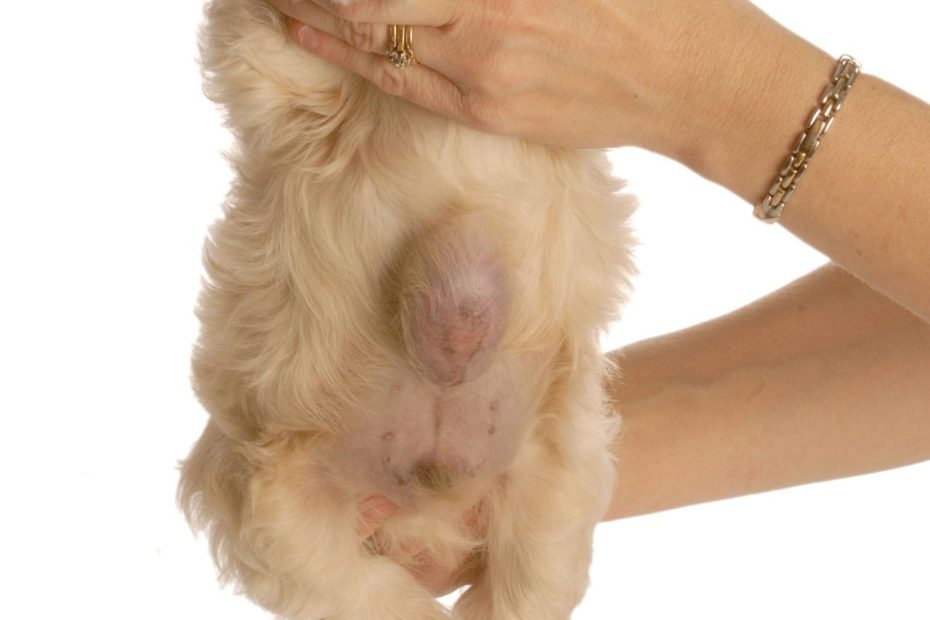 Hernia In Dogs - Symptoms, Causes, Diagnosis, Treatment, Recovery,  Management, Cost