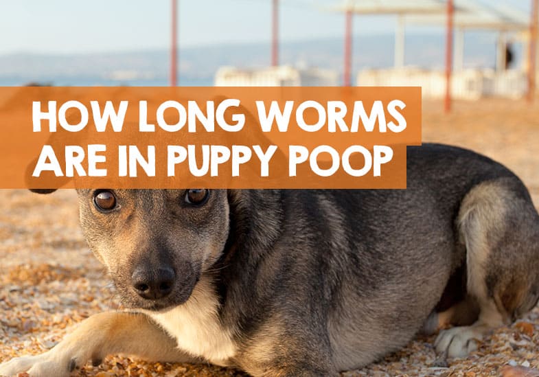 How Long Will My Puppy Poop Worms After Deworming?