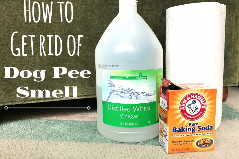 How To Remove The Odor Of Dog Urine From Carpets - Dengarden