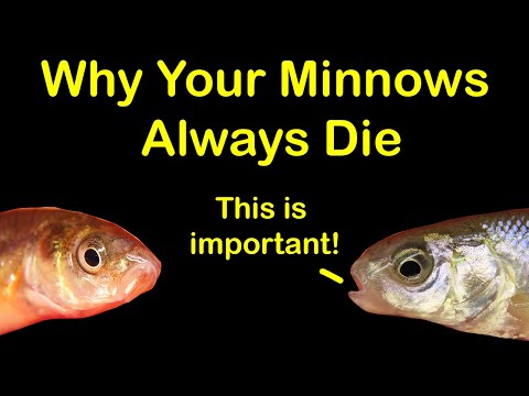 How To Keep Bait Minnows Alive At Home & 6 Reasons They Die - Youtube
