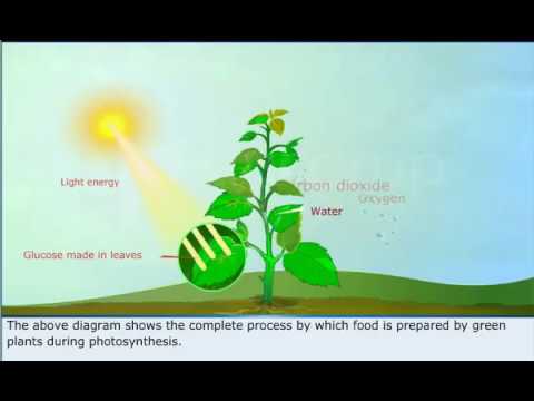 Class 7 : Science | Photosynthesis - Youtube