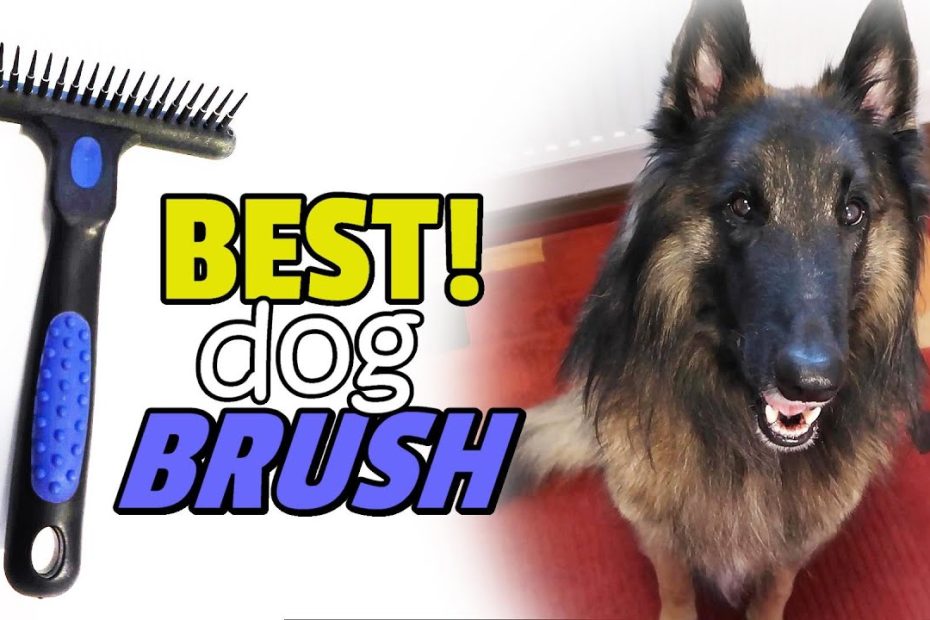 Best Dog Brush For Long Hair | Top Dog Brushes - Youtube