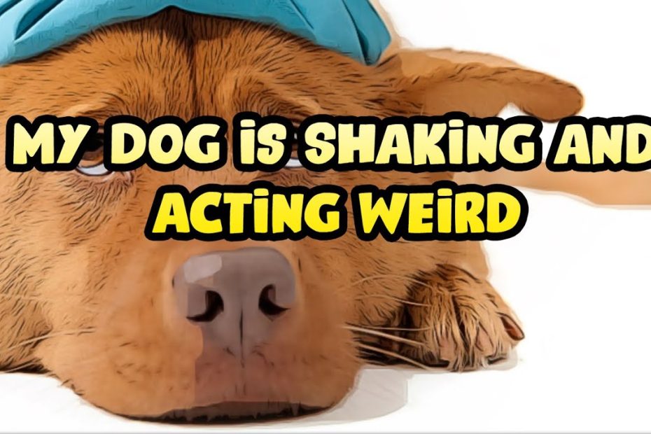 My Dog Is Shaking And Acting Weird - Youtube