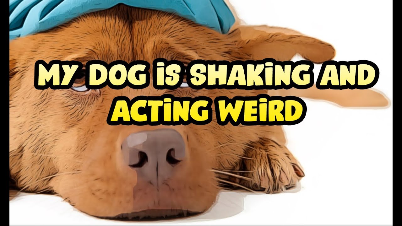 My Dog Is Shaking And Acting Weird - Youtube