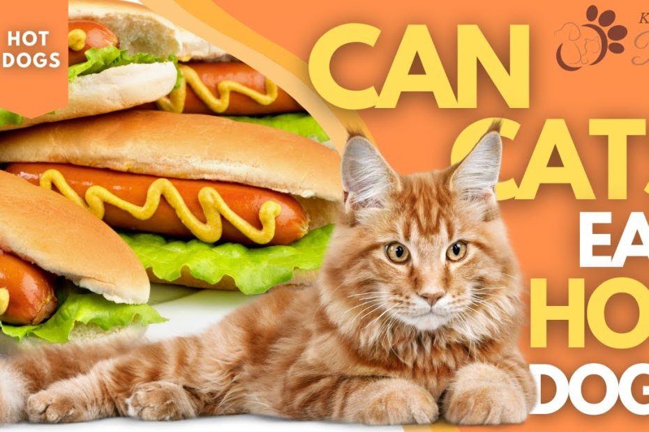Can Cat Eat Hot Dog? Expert Review - Lovecats.Org