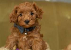 Toy Cavoodle Fact Sheet – Everything You Need To Know (Read This First) -  Raggy Dogs Blog