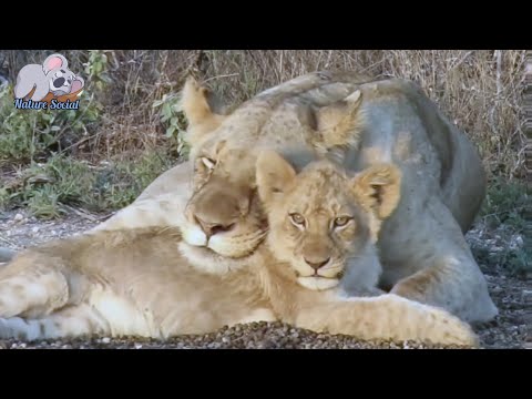 Lion cub dies horribly from being attacked by dozens of bulls | deep sorrow for the lioness