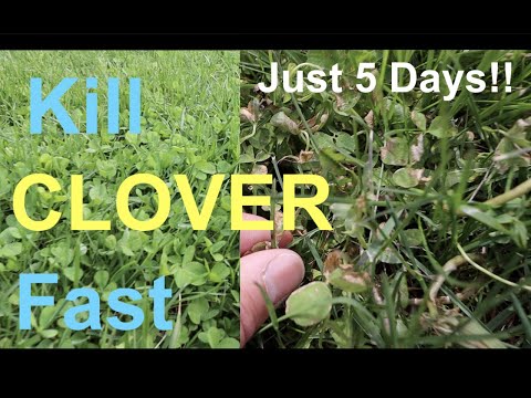 How to KILL CLOVER in your LAWN