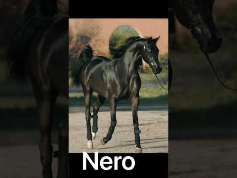 Names for Black Horses | Unique Horse Name Ideas💡